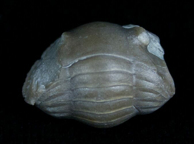 Bargain Enrolled Isotelus Trilobite - Ontario #6042